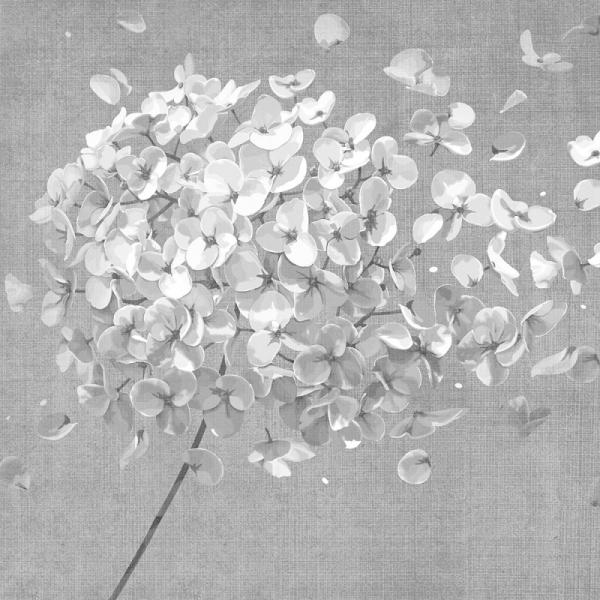 breath flower grey